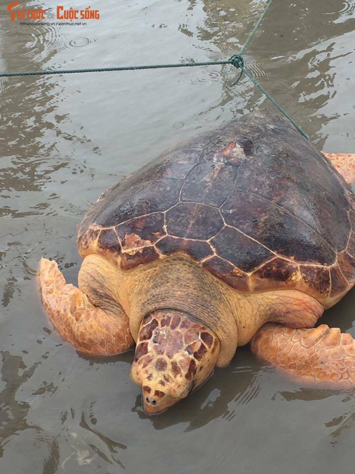 Ngu dan Quang Tri bat duoc rua vang quy hiem nang 50kg-Hinh-3